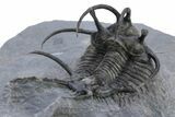 Spiny Ceratarges Trilobite - Very Large Specimen #222348-4